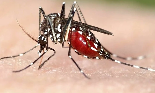 Căn bệnh nào giết chết nhiều người nhất trong lịch sử nhân loại?