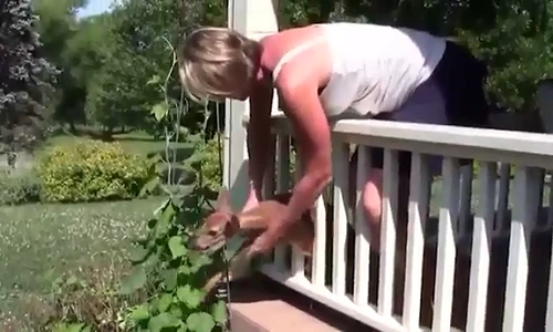 Khoảnh khắc xúc động khi con người xả thân vì động vật