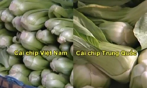 Mẹo phân biệt cải chíp Việt Nam và Trung Quốc