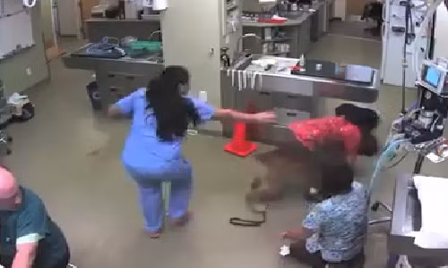 Chó cõng bác sĩ thú y chạy thoát khỏi phòng khám gây sửng sốt