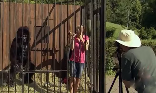 Đang tạo dáng chụp ảnh, bị khỉ đột dọa chết khiếp