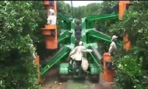 Mê mẩn cảnh nông dân Nhật Bản thu hoạch cam