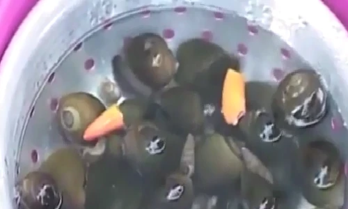 Cách làm sạch nghêu, sò, ốc, hến nhanh nhất