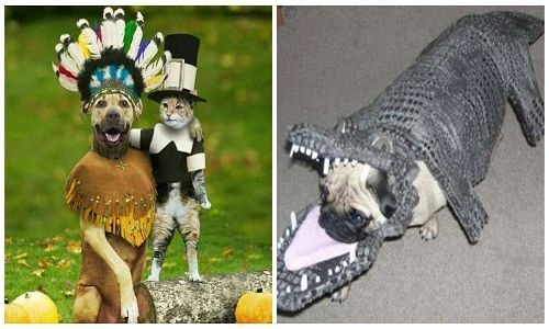 Ảnh độc hài hước: Thú cưng "đua nhau hóa trang" đón Halloween