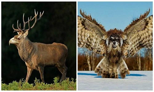 Chết cười khi động vật bị Photoshop... mặt