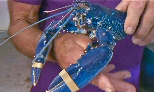 Ảnh: Chiêm ngưỡng những con vật có màu sắc dị thường 