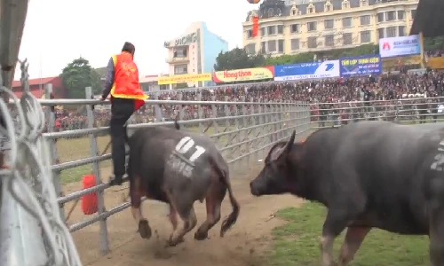 Thót tim trâu chọi thua trận suýt lấy mạng người