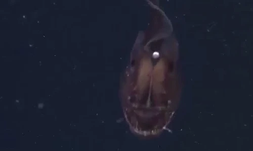 Sinh vật có bộ mặt ác quỷ ở vùng biển Mỹ