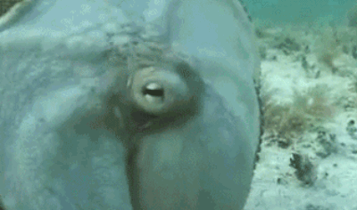 Nghệ thuật ngụy trang.