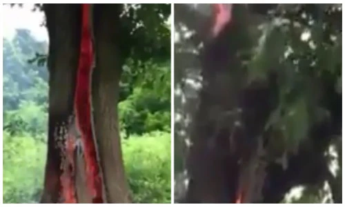 Kì lạ cây bốc cháy thân trong