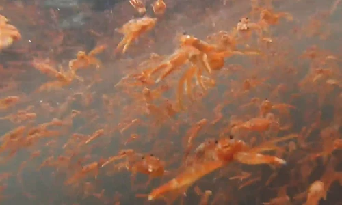 “Bão cua” khủng khiếp tấn công bờ biển Mỹ