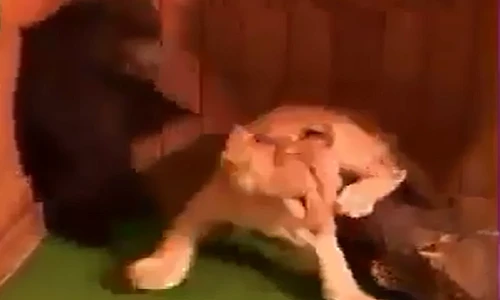 Cười vỡ bụng xem gấu giật bắn mình khi gặp sư tử