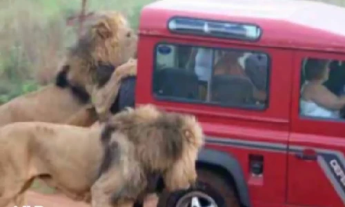 Những điều chỉ có thể nhìn thấy ở châu Phi