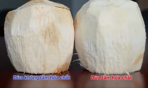 Mẹo phân biệt dừa bị “tắm trắng” bằng hóa chất