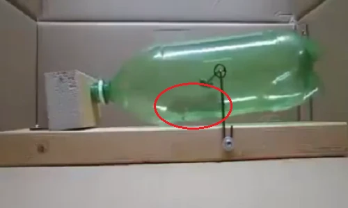 Cách bẫy chuột thông minh đáng nể của người Nhật