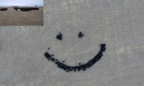 Chiêm ngưỡng nghệ thuật chăn bò độc nhất thế giới