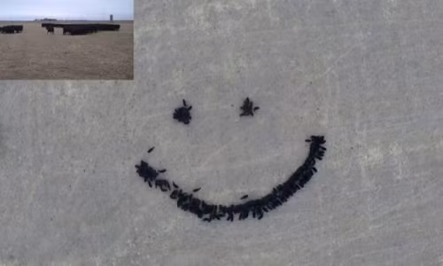 Chiêm ngưỡng nghệ thuật chăn bò độc nhất thế giới