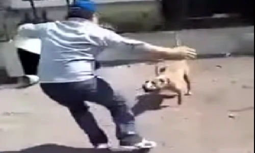 Hậu quả của việc trêu chó