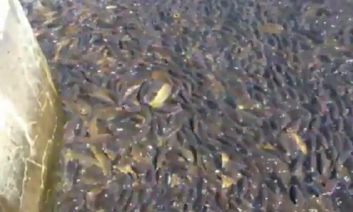 "Tụ điểm ăn chơi" gây sốc của loài cá