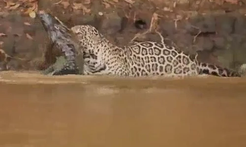 Báo đốm phi thân xuống sông cắn đứt cổ cá sấu gây sốc