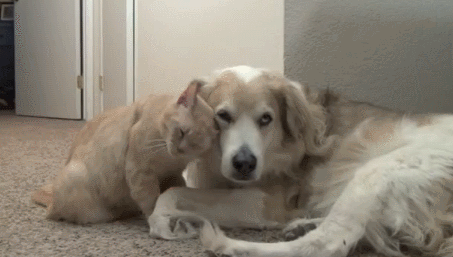 Không hề phản ứng.