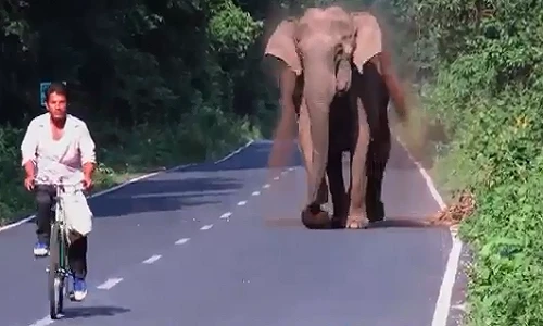 Đạp xe “bán sống bán chết” khi bị voi truy sát trên đường