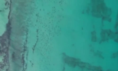 Cảnh tượng cực hiếm hàng vạn cá mập di cư dọc bờ biển