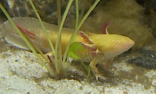 Thú chơi cá rồng tiền triệu ở Hà Nội