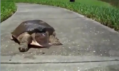 Ngỡ ngàng, khó tin rùa chạy cực nhanh