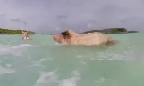 Hòn đảo duy nhất thế giới có đàn lợn bơi siêu giỏi