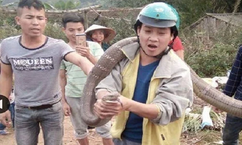 Những lần bắt được trăn, rắn khổng lồ gây sốc ở Việt Nam