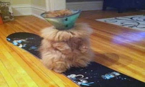 Cười té ghế với những pha mắc kẹt của mèo