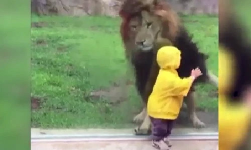 Rợn người khoảnh khắc sư tử khổng lồ lao đến đòi ăn thịt bé