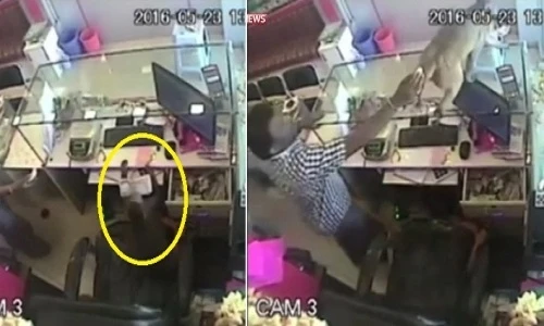 Khỉ táo tợn xông vào tiệm vàng cuỗm 150 đô rồi tẩu thoát