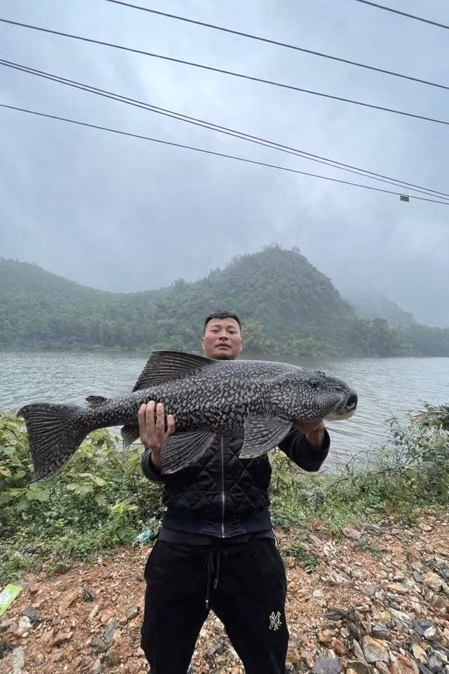 Chú cá mè ban đầu đã được biến hóa thành cá trắm đen, cá trắm trắng vô cùng mượt mà.