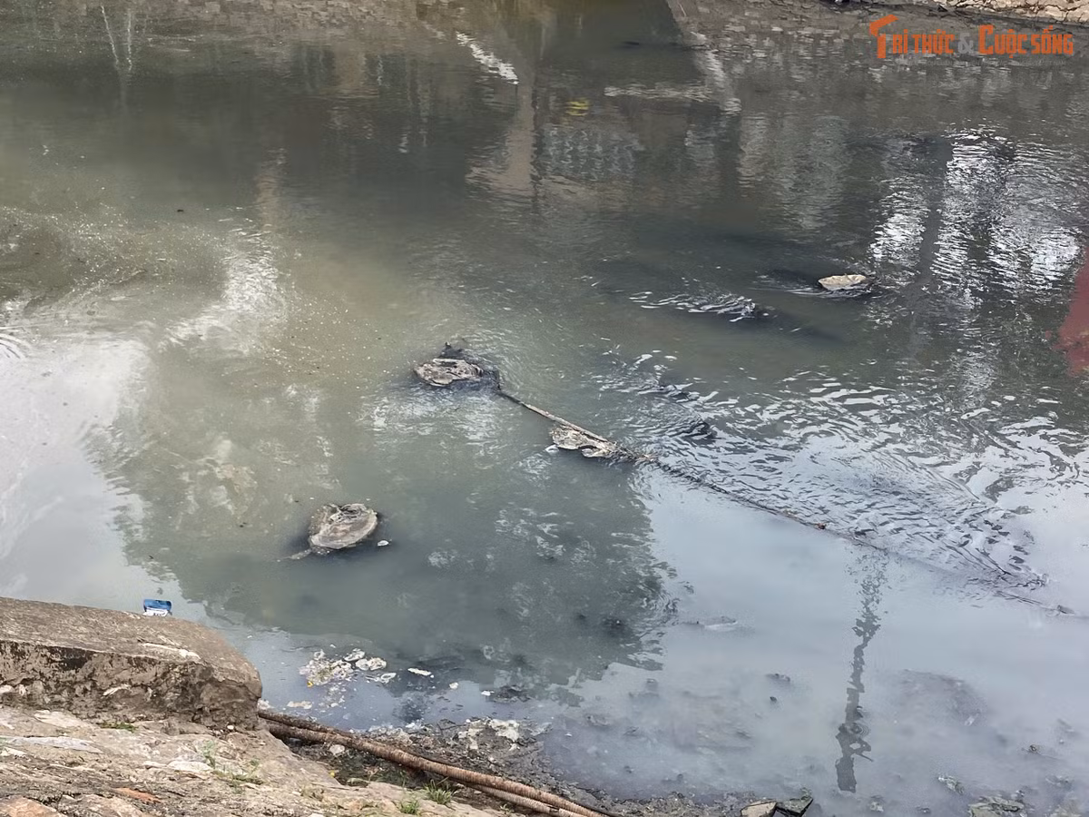 Mặt nước không còn màu xanh mà thay vào đó là một lớp váng và chất thải hữu cơ đen đặc, chảy lững lờ giữa lòng Thủ đô.