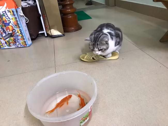 Mỗi dịp Tết ông Công ông Táo (23 tháng Chạp), hình ảnh những chú cá chép đỏ rực rỡ được chuẩn bị để đưa tiễn các vị thần về trời là một nét đẹp văn hóa không thể thiếu của người Việt.