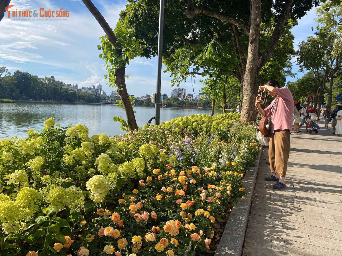 Nhiều bạn trẻ tranh thủ thời tiết tạnh ráo, tranh thủ đến check-in bên thảm hoa cẩm tú cầu bừng nở dưới ánh nắng thu vàng rực.