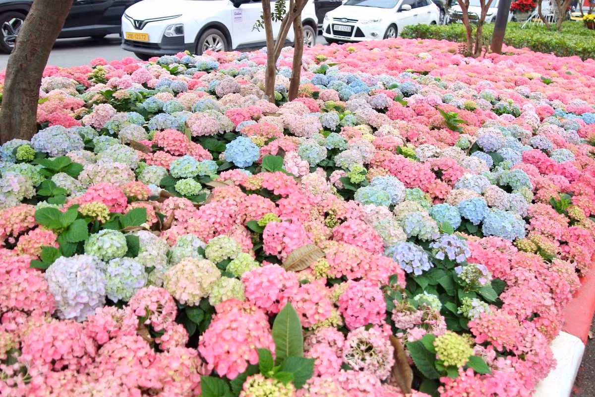 Sự xuất hiện của loài hoa thanh tao này mang đến một luồng gió mới, bình yên và lãng mạn cho nhịp sống sôi động của Thủ đô.