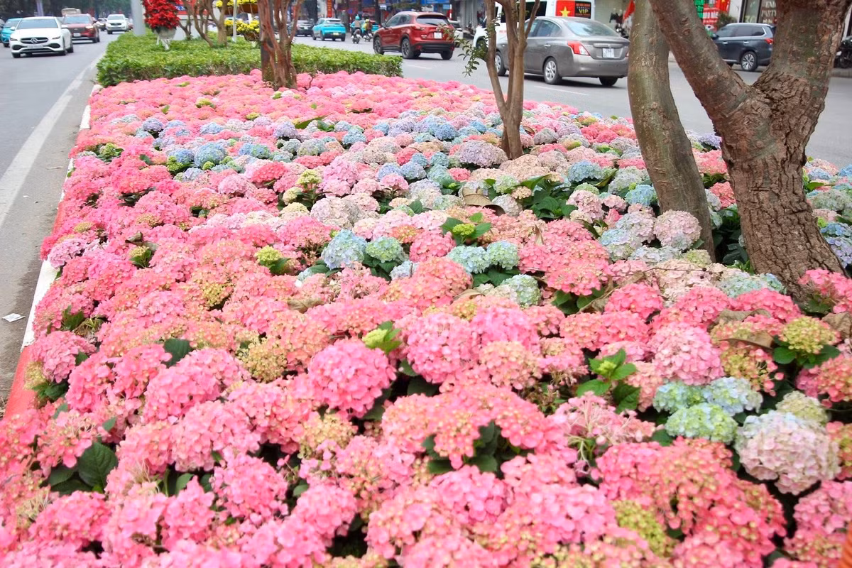 Cẩm Tú Cầu vốn là loài hoa đặc trưng của xứ lạnh Đà Lạt, nhưng năm nay, loài hoa này đã được mang về trang hoàng rực rỡ trên đường phố Hà Nội để chào đón Tết 2026.