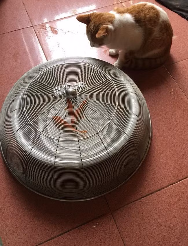 Để bảo vệ các "ông cá", có gia đình đã phải dùng đến lồng bàn sắt đậy kín. Tuy nhiên, điều này cũng không ngăn được chú mèo vàng ngồi canh chừng với vẻ mặt đầy tiếc nuối.