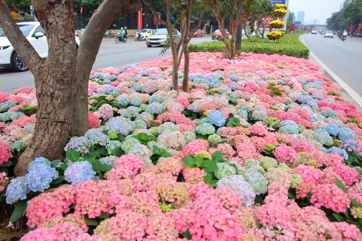 Những ngày cận Tết Nguyên đán, người dân Thủ đô không khỏi ngỡ ngàng khi đi ngang qua tuyến đường Trần Duy Hưng. Thay vì vẻ hối hả, bụi bặm thường thấy, dải phân cách dọc con phố này bỗng chốc trở nên thơ mộng lạ thường bởi hàng ngàn đóa hoa Cẩm Tú Cầu đang vào độ nở rộ nhất.