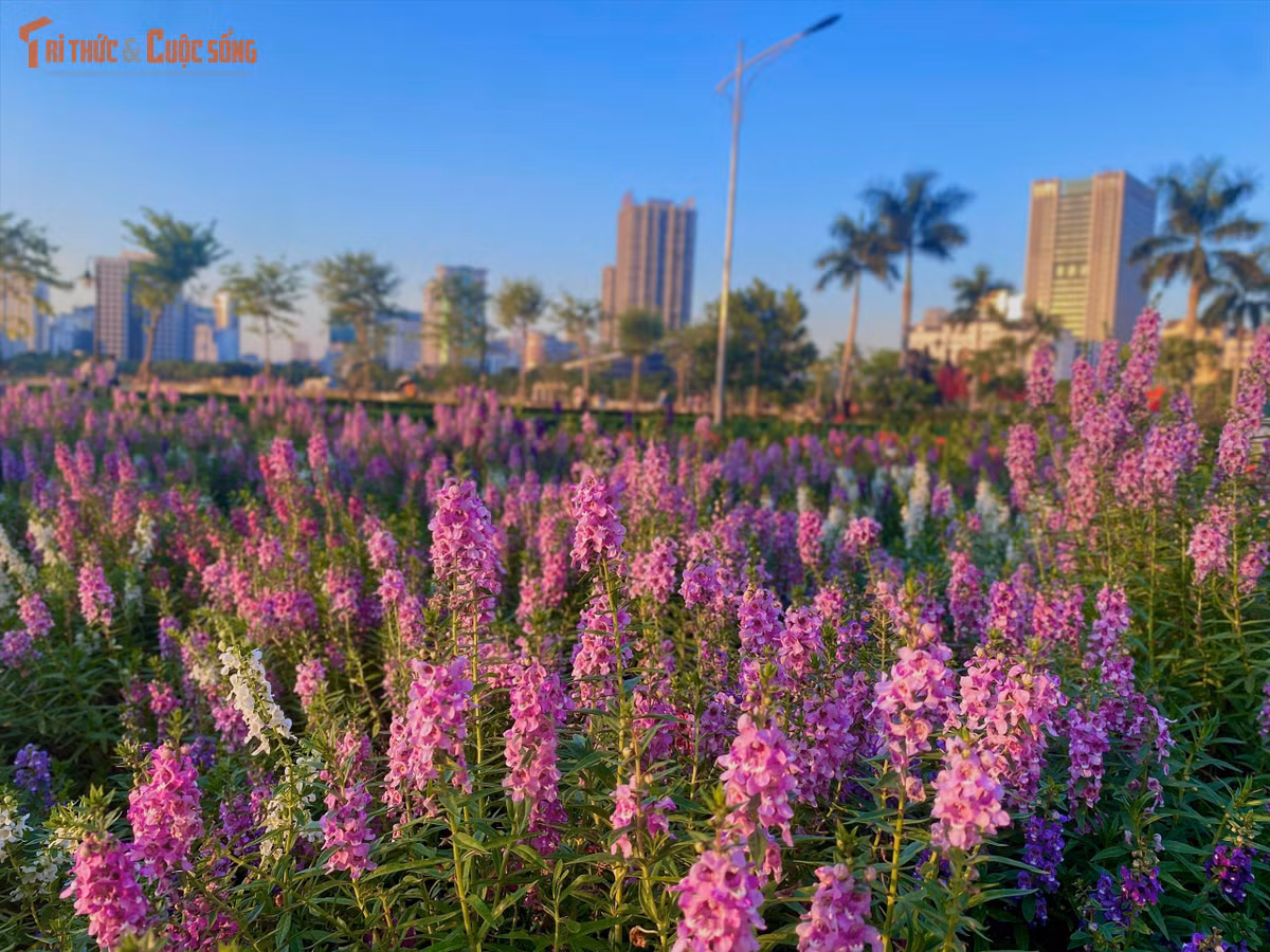 Thảm hoa violet (hoa ngọc hân) nở rộ thành những dải màu tím hồng bồng bềnh, trở thành điểm nhấn lãng mạn không kém thảm hoa đang "làm mưa làm gió" tại Hồ Gươm thời gian qua.