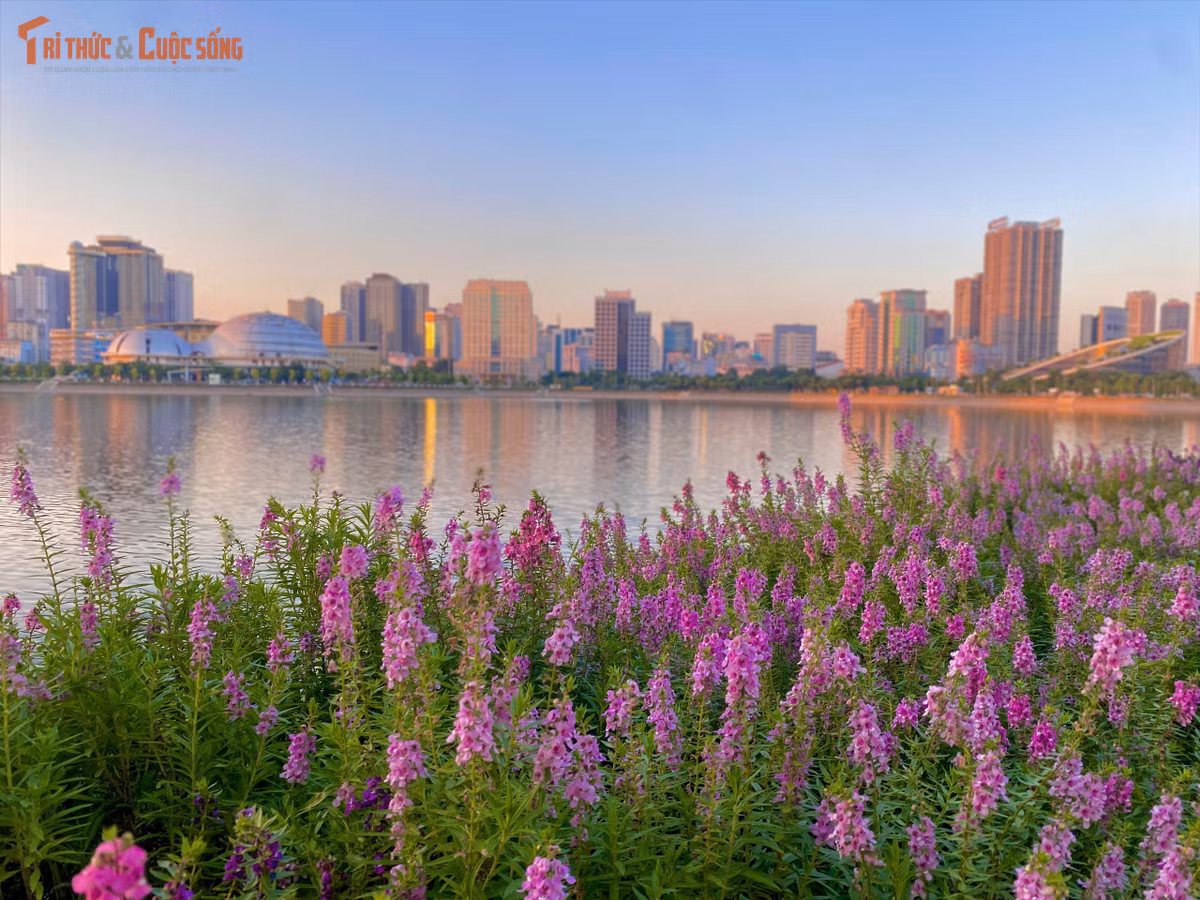 Những ngày vừa qua, dải hoa violet Nhật đang nở rộ ven hồ Hoàn Kiếm - Hà Nội, thu hút nhiều người dân và du khách dừng chân chụp ảnh, tạo nên khung cảnh đông đúc, nhộn nhịp.