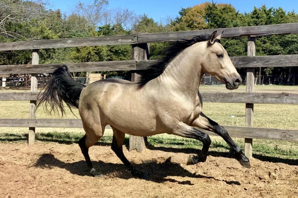 Là con giáp thứ bảy trong văn hóa Á Đông, ngựa tượng trưng cho sự bền bỉ, quyền uy và tốc độ - những giá trị cốt lõi khiến nhiều hãng xe trên thế giới lựa chọn hình ảnh loài vật này làm biểu tượng thương hiệu.