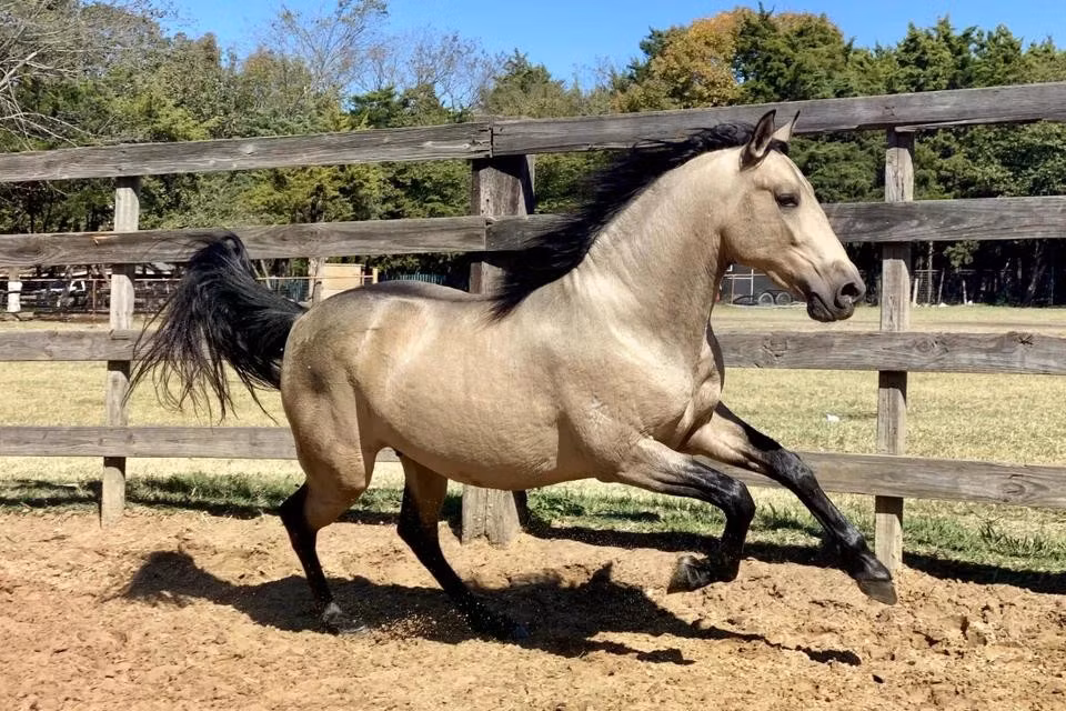 Là con giáp thứ bảy trong văn hóa Á Đông, ngựa tượng trưng cho sự bền bỉ, quyền uy và tốc độ - những giá trị cốt lõi khiến nhiều hãng xe trên thế giới lựa chọn hình ảnh loài vật này làm biểu tượng thương hiệu.