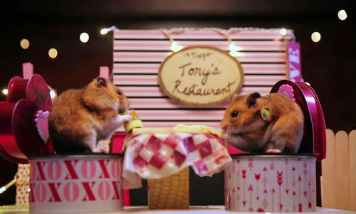 Chuyện khó tin: Chuột cũng hẹn hò đêm Valentine