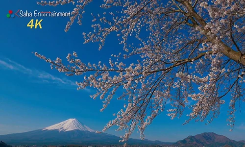 Hoa anh đào đẹp ngẩn ngơ dưới ống kính 4K