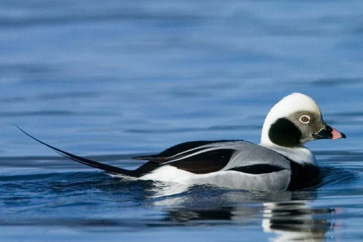 Loài vịt kỳ dị đuôi dài như đuôi chuột, tụ thành đàn hàng triệu con 