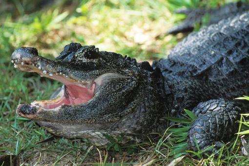 Tận mục loài cá sấu quý hiếm nhất thế giới, chỉ có ở Trung Quốc 